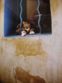 Katzensofa - Beratung für Katzenhalter: Saint Tropez um die Mittagszeit in einer schattigen Nebengasse und eine Katze hinter dem geschwungenen, blauen Fenstergitter im Tiefschlaf während der Siesta: Gibt's was Schöneres im Leben?