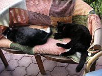 Katzensofa - Beratung für Katzenhalter: Meine Tigerchen Madeleine und Maurice bei der Siesta nach einem langen Beratungstag.