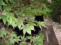 Katzensofa - Beratung für Katzenhalter. Wann hört sie endlich auf zu knipsen? Meint genervt Maurice
