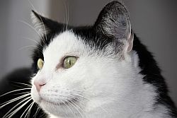 Katzensofa - Beratung für Katzenhalter: Madeleine geniesst so langsam die Fotosession, Foto Lavan (copyright)