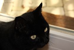 Katzensofa - Beratung fü Katzenhalter: Maurice möchte nach sovielen Fotos lieber wieder raus in seinen Garten. Wer weiss, welcher Kater da unerlaubt rumstreift? Foto Lavan (copyright)