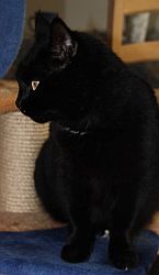 Katzensofa - Beratung für Katzenhalter: Maurice inspiziert die Essensausgabe, Foto Lavan (copyright) 