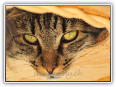Katzensofa - Beratung für Katzenhalter: Ton in Ton mag's jede Samtpfote, Foto www.esthy.ch (copyright) 